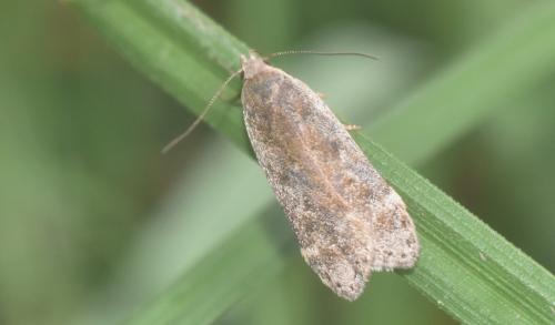 Réf. 328 648 : Anacampsis sp.